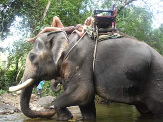 Chang Chutiman Elephant Trek Koh Chang