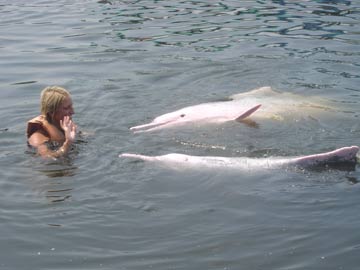 Swim with Dolphins from Koh Chang