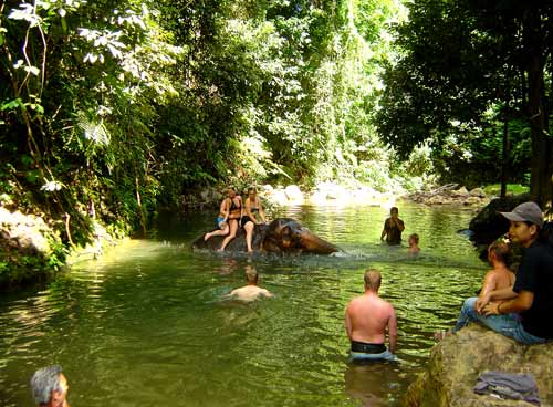 Swim with elephants in the jungle pool Swim with elephants in the jungle pool