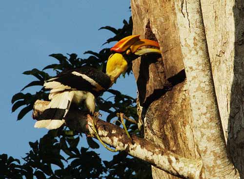 Great Hornbill Great Hornbill