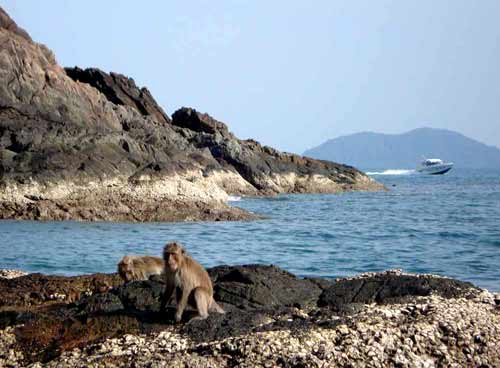 Monkey rocks close to Bang Bao