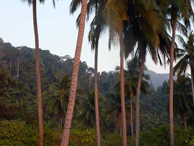 Lush Vegetation typical of Koh Chang's Interior