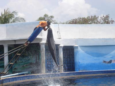 Swim with Dolphins from Koh Chang